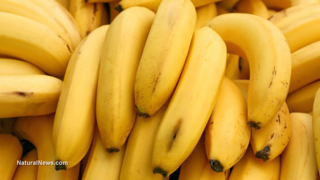 The double-edged fruit: Navigating the potent benefits and hidden risks of bananas 1 Yellow Bananas Bunch