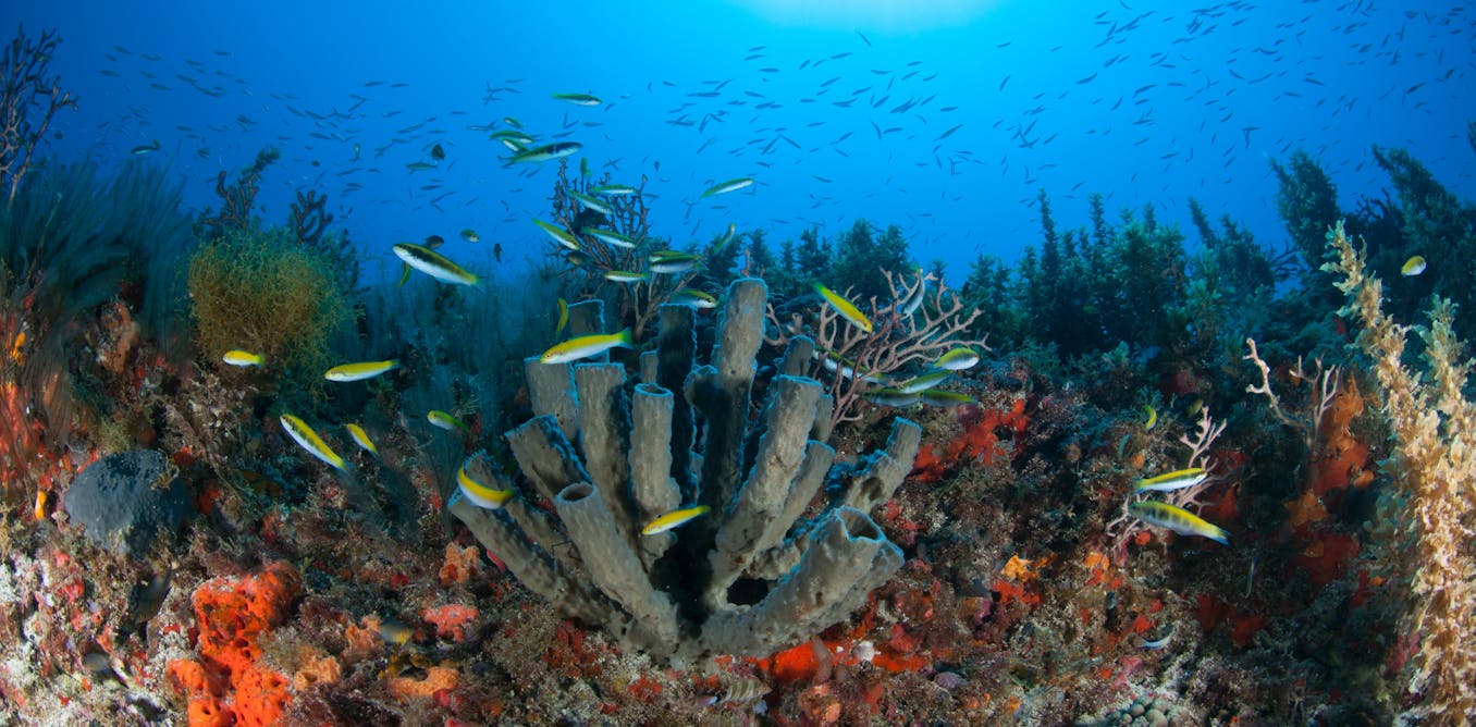 The economics of climate risk ignores the value of natural habitats 1 file 20260108 76 oia3g9