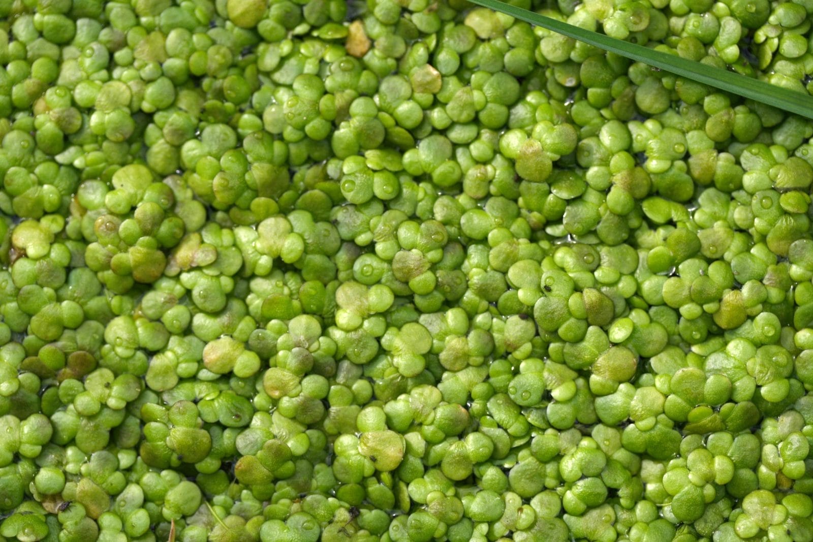 Natures B12 Boost: Discover Water Lentils 1 shutterstock 13670011 scaled e1652090185534